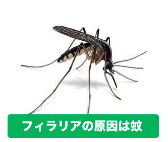 フィラリアは蚊が原因
